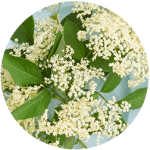 ELDERFLOWER FLAVOR