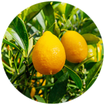 limequat flavor - Gold Coast Inc