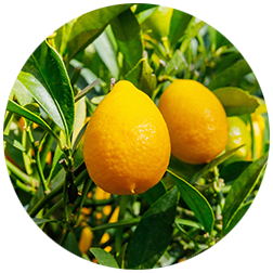 limequat flavor - Gold Coast Inc